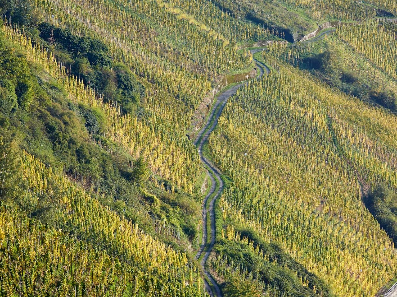 Weingut Vollenweider - Wolfer Goldgrube Riesling Kabinett 2023 BIO